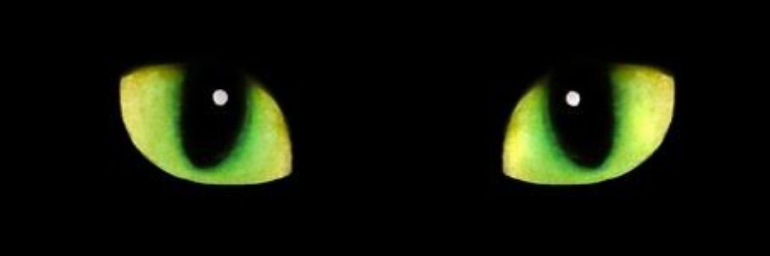 BLACKCATstepn's profile banner image