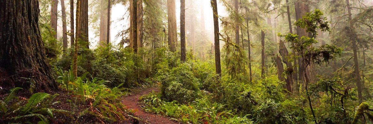 The Trail Mix banner