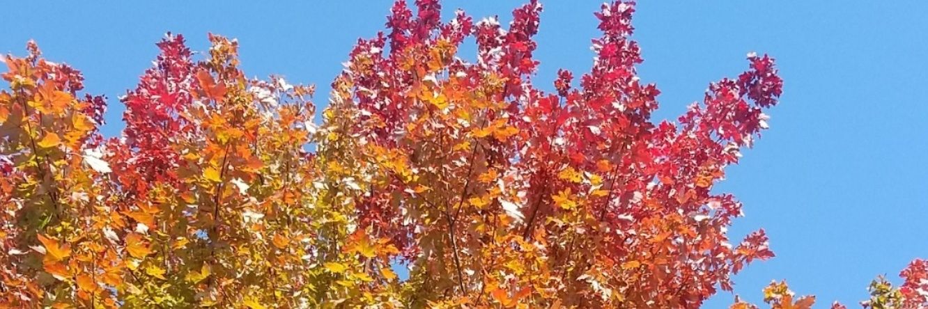 Heather 🗝🛒 banner