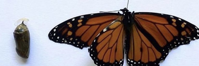 A. Mazing🦋 banner