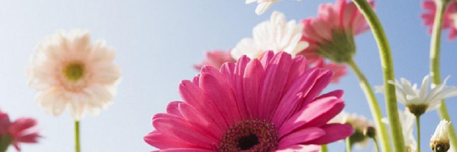 arsovicj's profile banner image