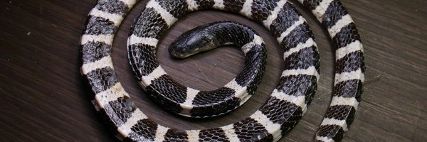 bungarus666 Profile Banner