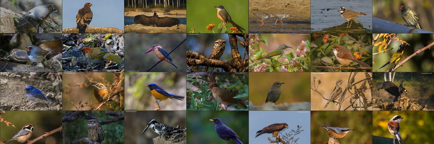 BirdLifeIndia's profile banner image