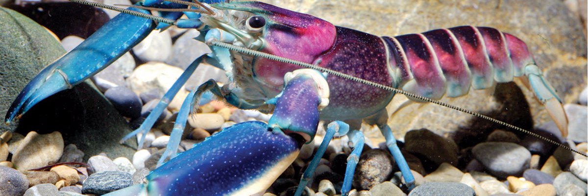 D__crayfish's profile banner image