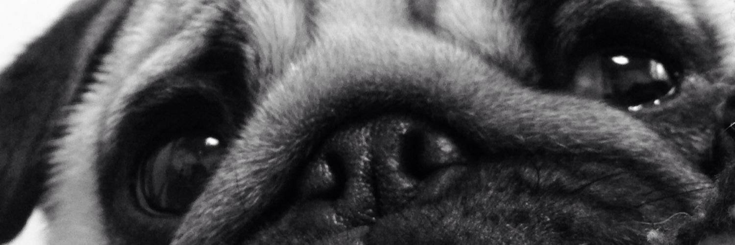 punchpug's profile banner image