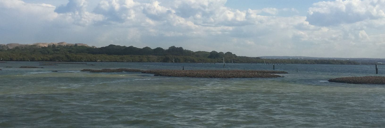 Dr Ana Bugnot banner