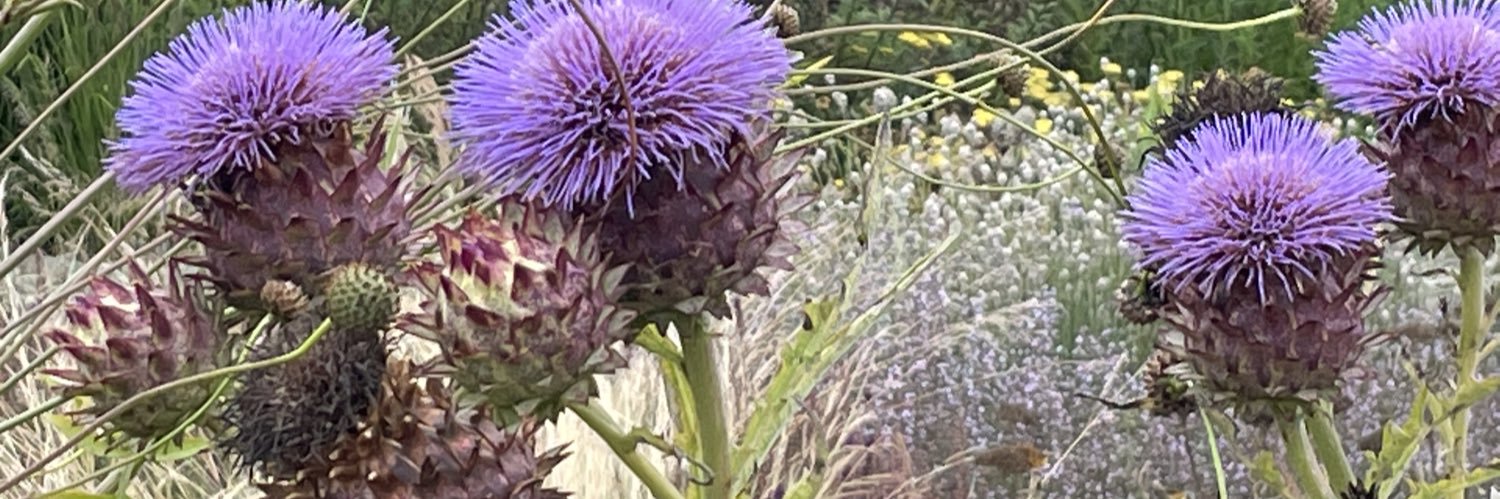 Shabnum Mustapha banner