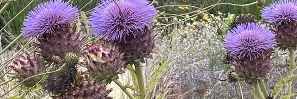 ShabnumMustapha Profile Banner