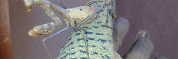 ksallah Profile Banner