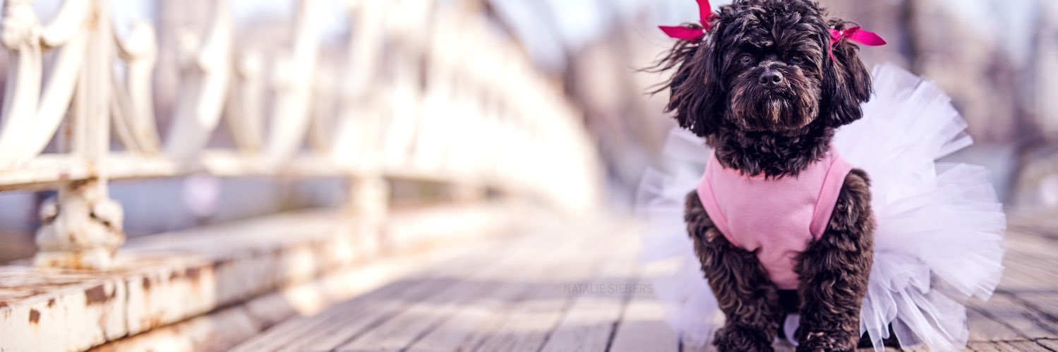 spellybean's profile banner image