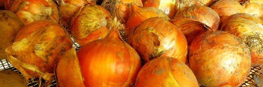 allium328's profile banner image