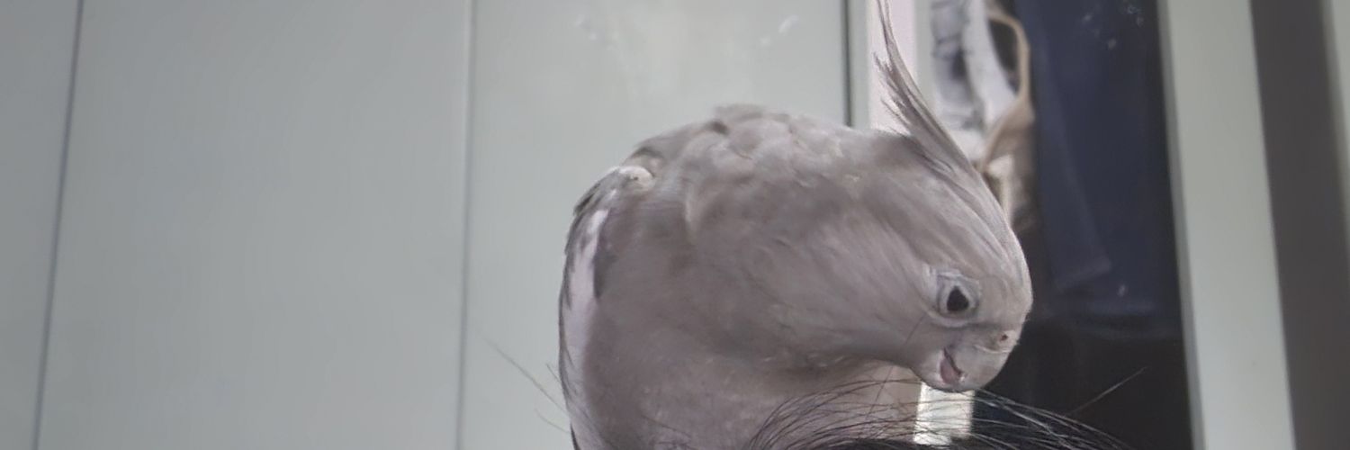 ojameinko's profile banner image