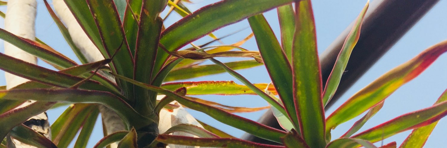jbjmonik's profile banner image