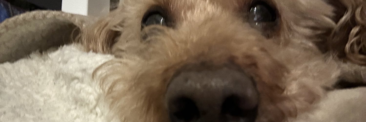 honochindayo's profile banner image