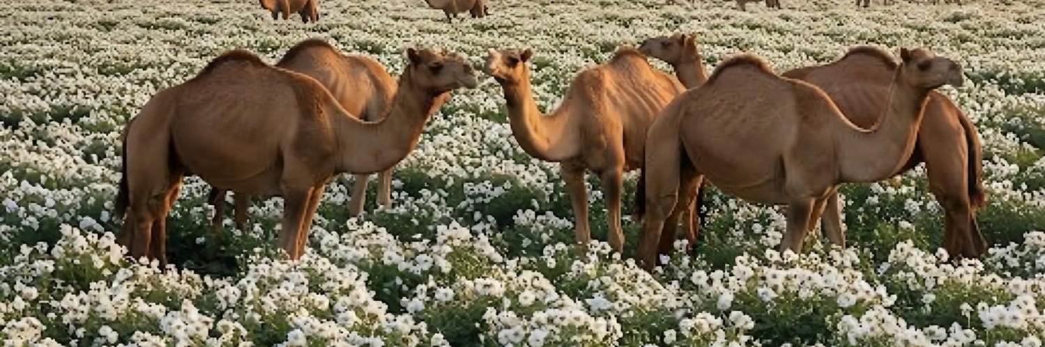 مــشــعــل | MESHAL banner