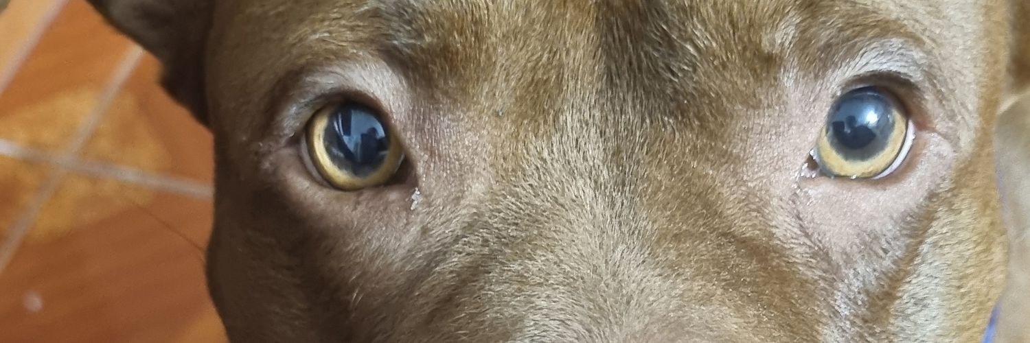 ZooBaar's profile banner image