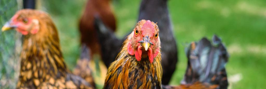 chickinfluencer's profile banner image