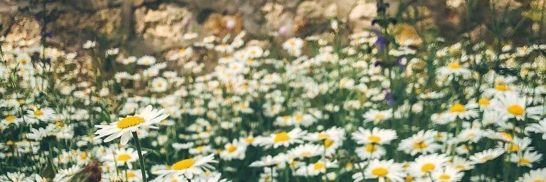 taytoll's profile banner image