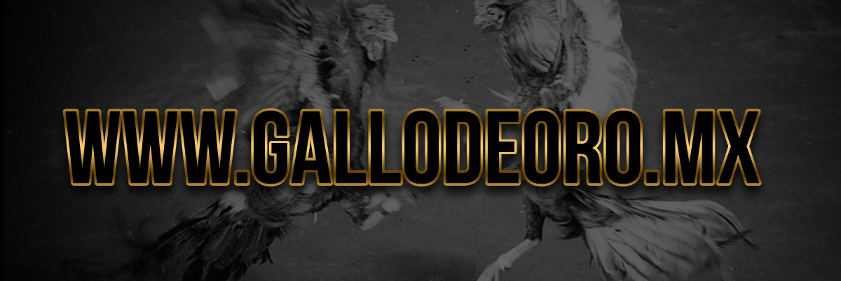 GallodeOro_Mx's profile banner image