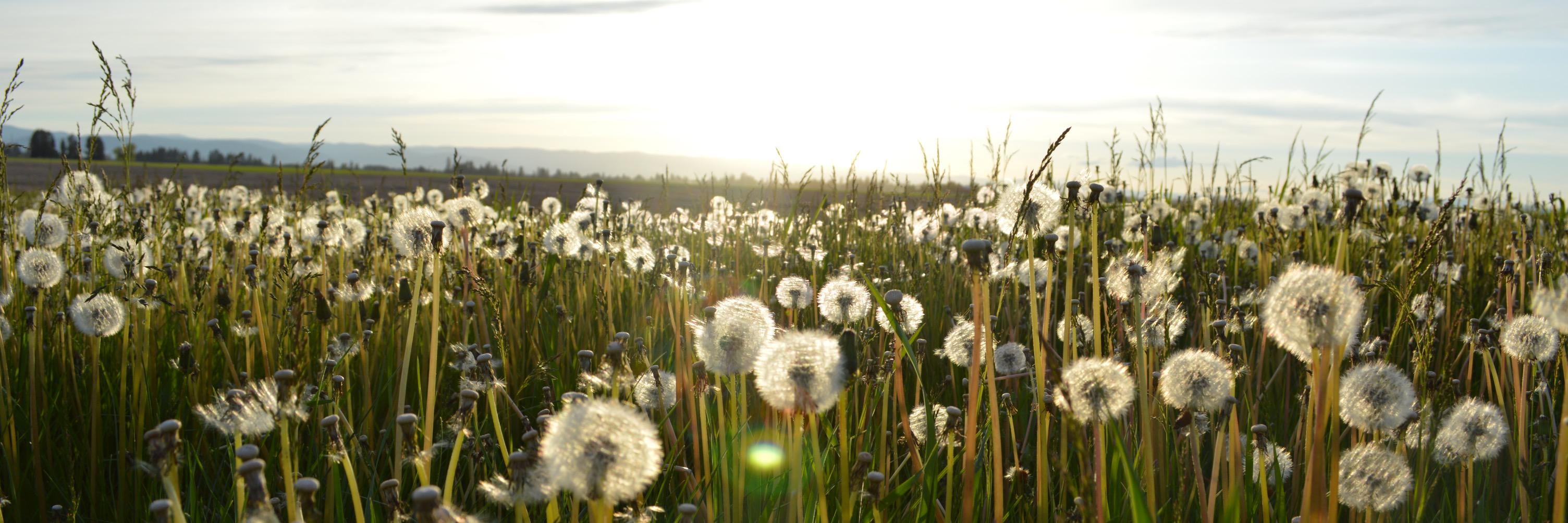 mindbodywellAUS's profile banner image