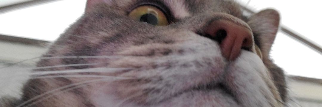 megan♡ banner