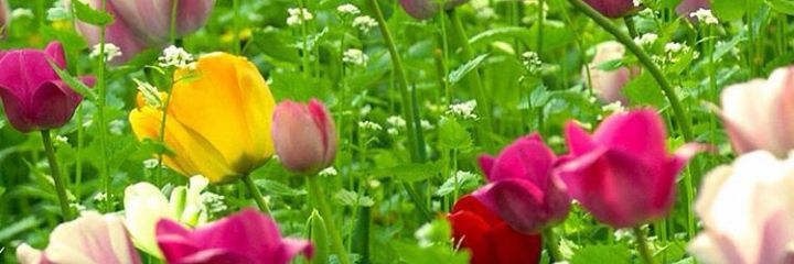 AvvuDhaliwal's profile banner image