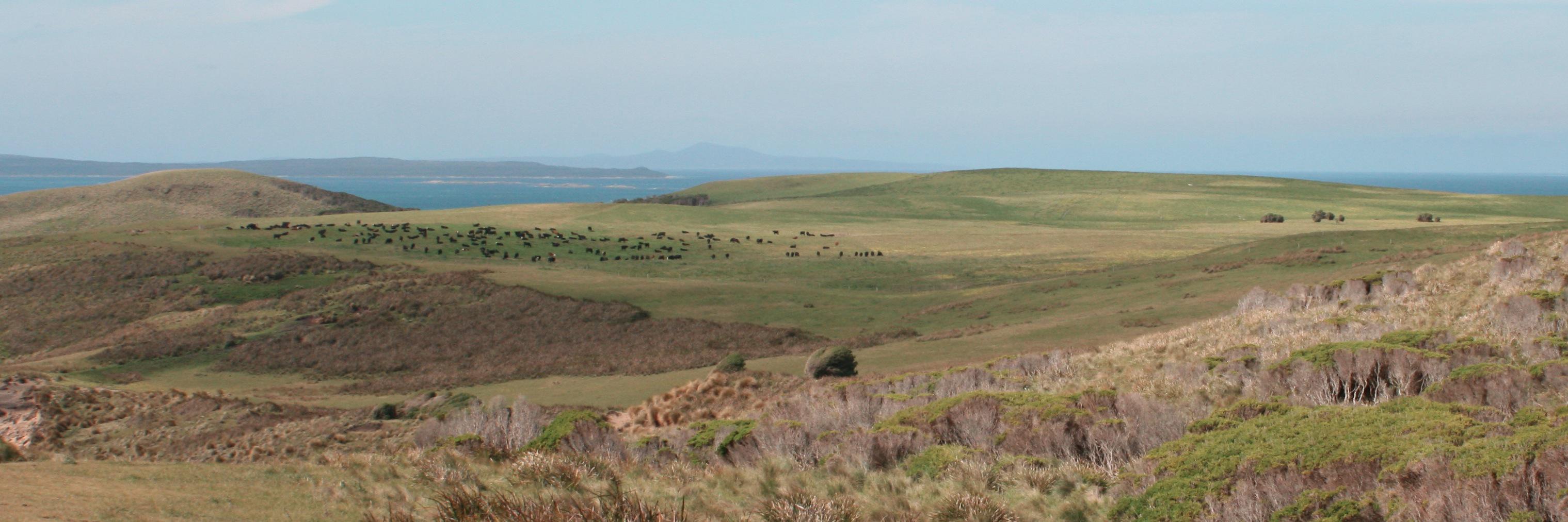 Pure Black Beef banner