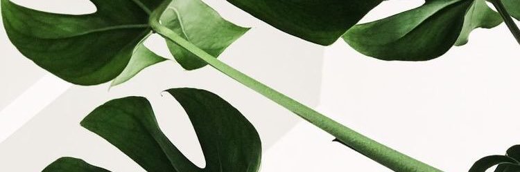 LuzAriannyR's profile banner image