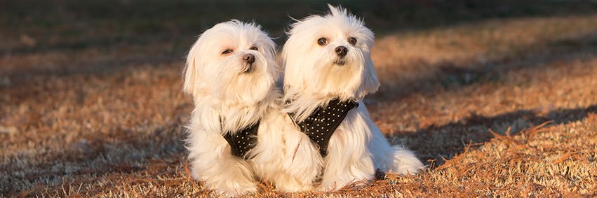 MalteseDogs_'s profile banner image