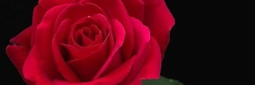 _MelroseBrown's profile banner image