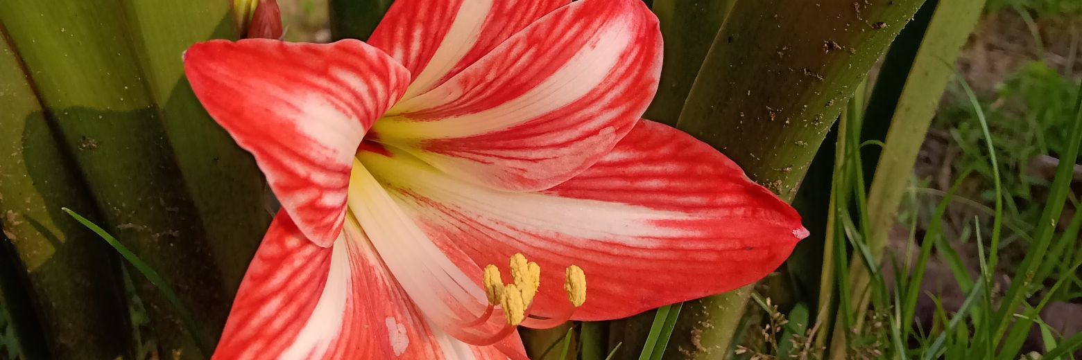 Arpanpok52's profile banner image