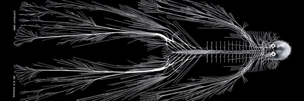 LMNRY__ Profile Banner