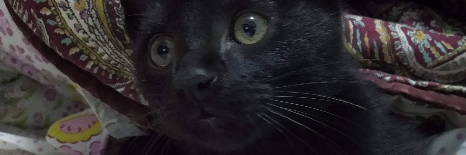 lulumosqueira's profile banner image