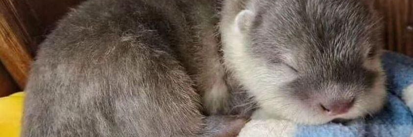 yeahitsnichole's profile banner image