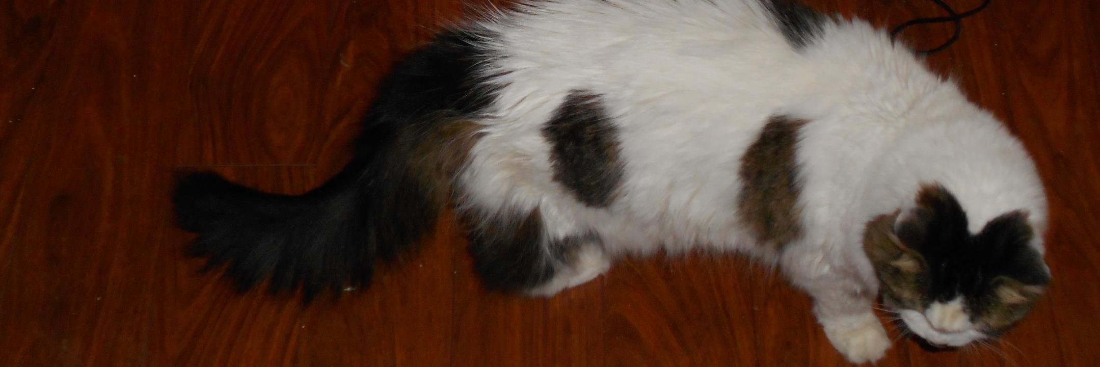 vrcat50's profile banner image