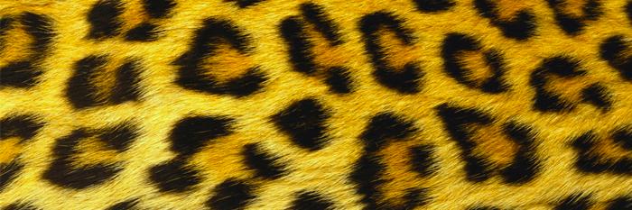 HaleyJonail's profile banner image