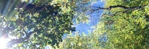 careywallace's profile banner image