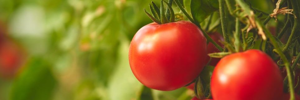 Foundation for Food & Agriculture Research (FFAR) banner