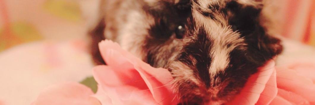 ms_lebeau's profile banner image