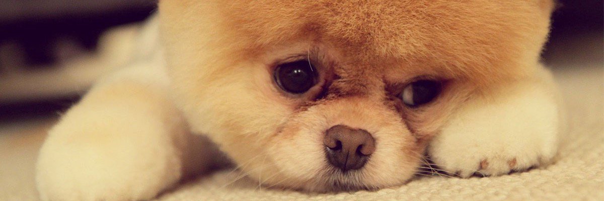 100% Animals banner