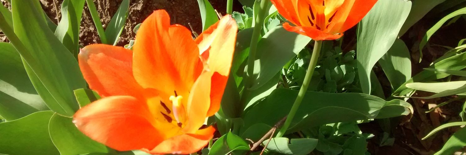 kbruton_soprano's profile banner image