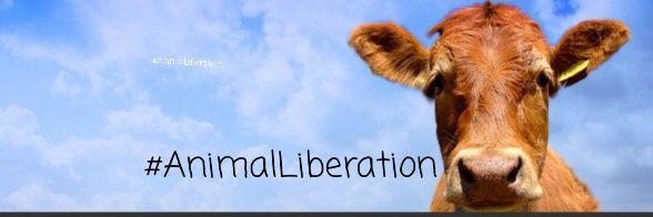 Irene Ⓥ 🌱🎾🐊 🇲🇽 banner