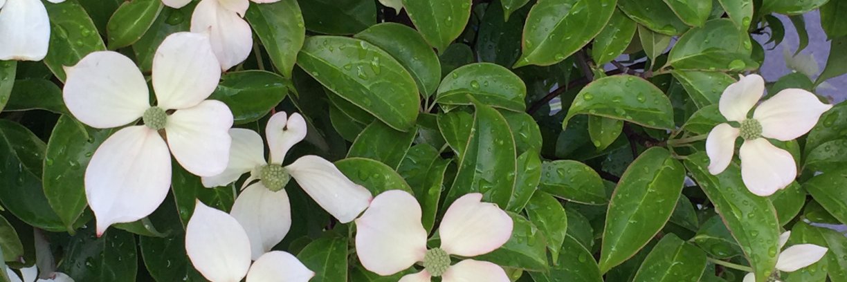 橋本由香利 YUKARI HASHIMOTO banner