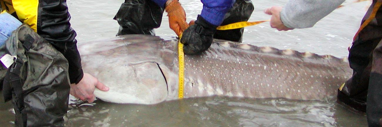 Bigwhitefish1's profile banner image