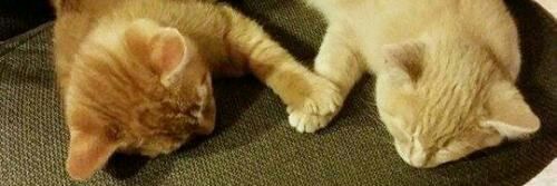 เดล🐱 banner