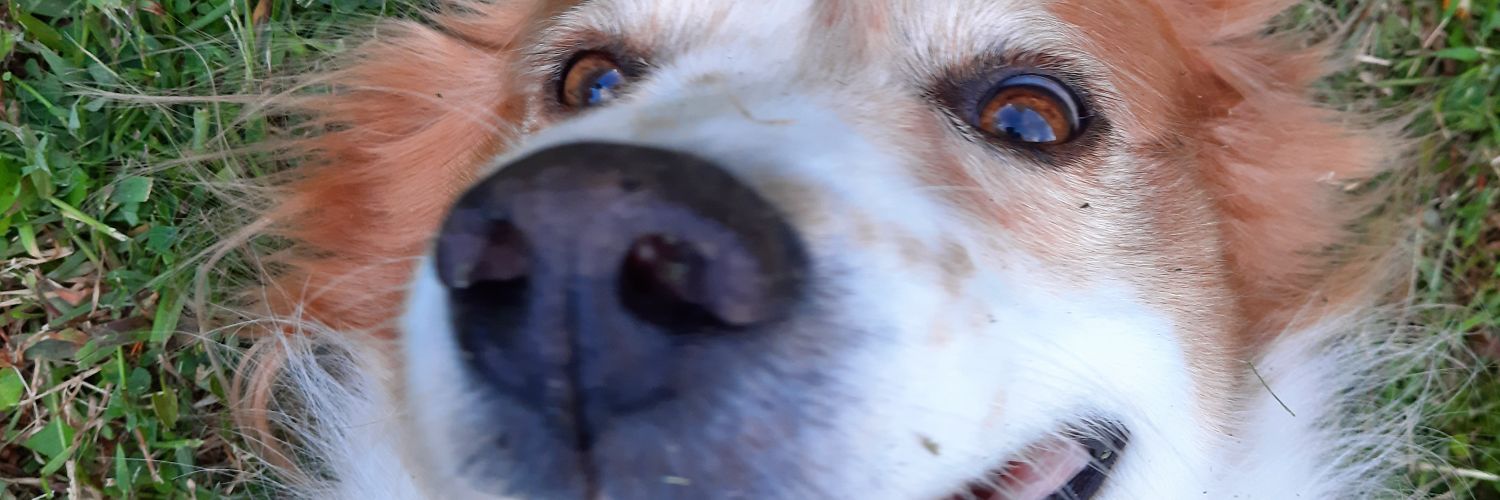 tatizarev's profile banner image