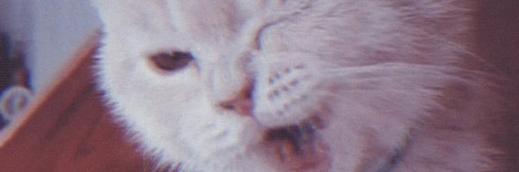 MaJoCerveraP's profile banner image