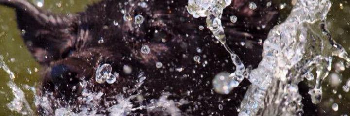 Samthedog13143's profile banner image