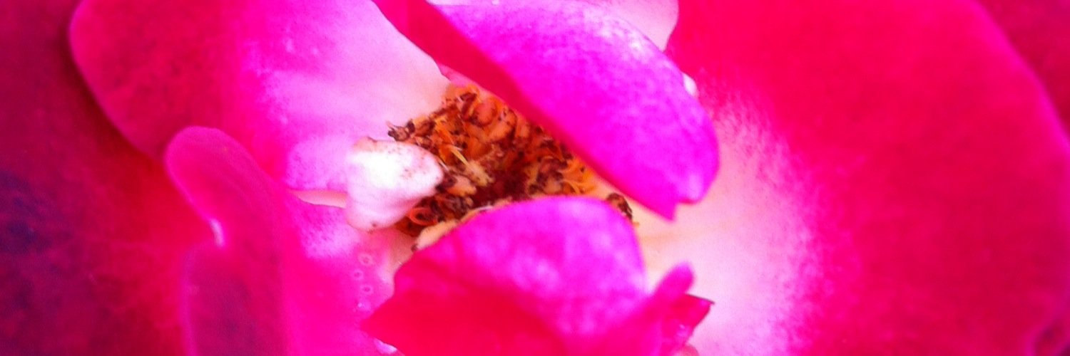 SharonPoddick's profile banner image