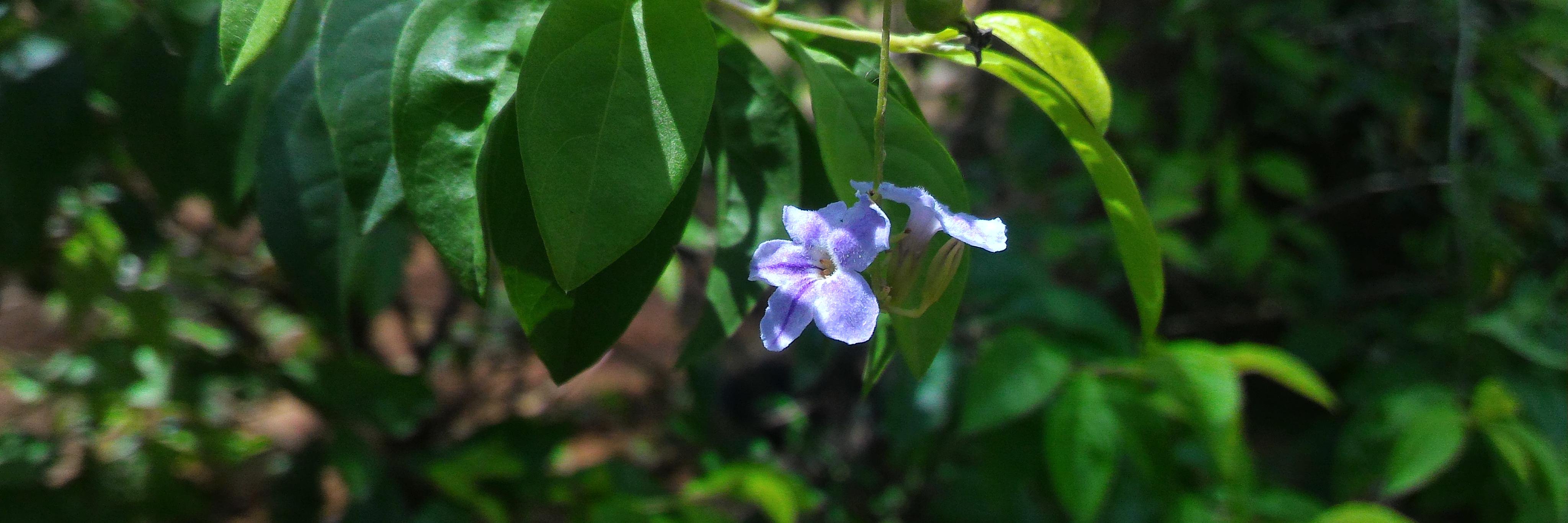 Netrika Tiwari banner